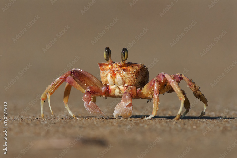 Alert Ghost Crab, Ocypode ryderi, Indian Ocean coast, iSimangaliso Wetland Park, South Africa Alert Ghost Crab, Ocypode ryderi, Indian Ocean coast, iSimangaliso Wetland Park, South Africa
