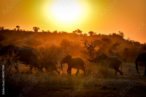 Silhuoette einer Elefantenherde im Abendlicht