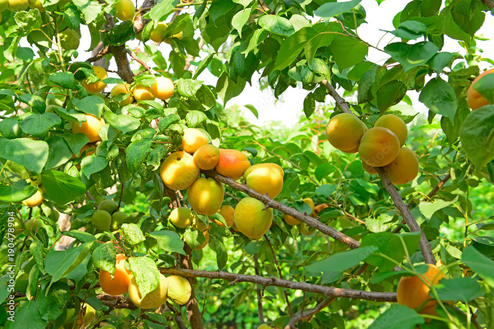 Many mature apricot, on the fruit trees