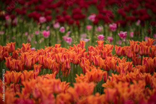 Multi colored blooming tulips © Nicholas Steven