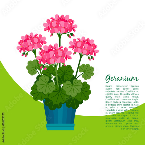 Fototapeta Naklejka Na Ścianę i Meble -  Geranium plant in pot banner