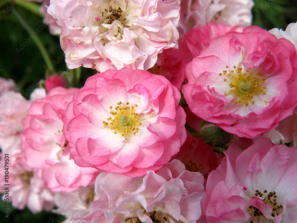 Beautiful pink roses Beautiful pink roses