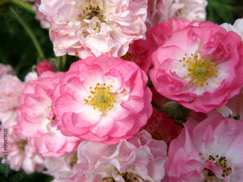 Beautiful pink roses