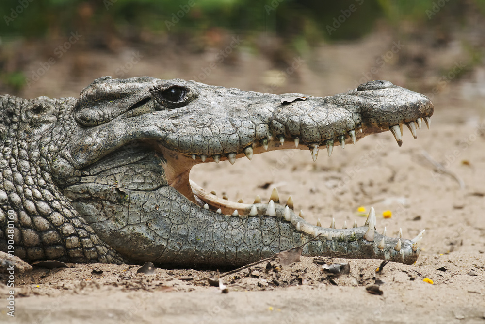 Nile Crocodile, Crocodylus niloticus, head detail, crocodile farm, South Africa Nile Crocodile, Crocodylus niloticus, head detail, crocodile farm, South Africa