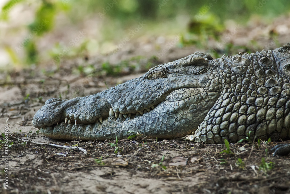 Nile Crocodile, Crocodylus niloticus, head detail, crocodile farm, South Africa