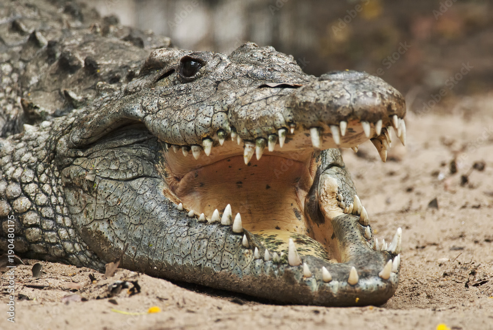 Fototapeta premium Nile Crocodile, Crocodylus niloticus, head detail, crocodile farm, South Africa