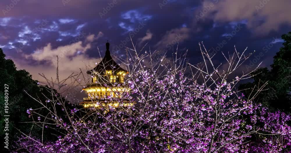 beautiful sakura night view timelapse in taipei taiwan beautiful sakura night view timelapse in taipei taiwan