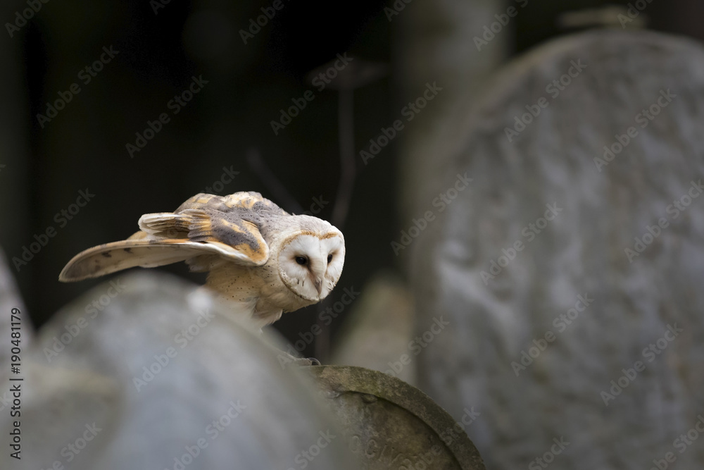 barn owl on old gravestone in autumn twilight barn owl on old gravestone in autumn twilight