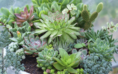 Crassualaceae Succulent plant in the garden. This is a tree species of cactus family from Mexico with severe weather and decorated in the house, the statue for friendship, love