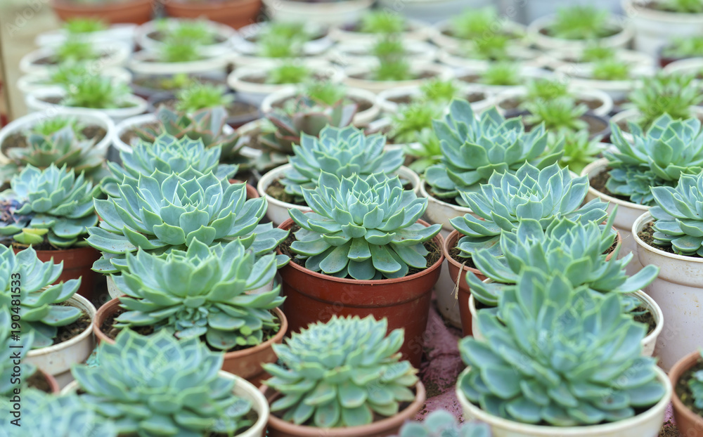 Succulent flowerbeds plant in the garden. This is a species of cactus family that is resistant to extreme weather and is decorated in the home Succulent flowerbeds plant in the garden. This is a species of cactus family that is resistant to extreme weather and is decorated in the home