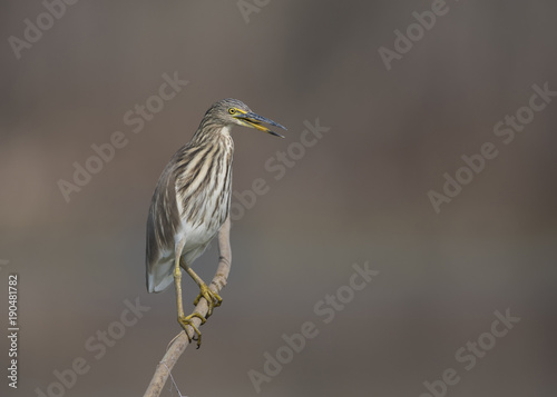 The Indian pond heron
