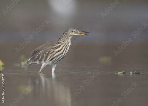 The Indian pond heron