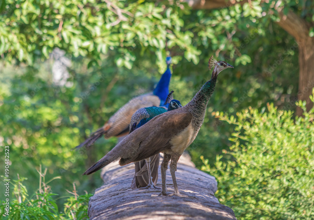 Naklejka premium Rajasthan, India - between Delhi and Pakistan, a desertic region where a wide variety of wildlife can be seen at close range: birds, deers, monkeys, moongooses, 100% wild and free