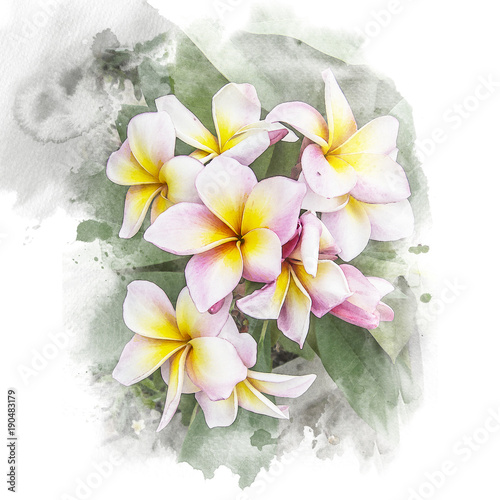Obraz na płótnie Kwiat plumeria kwiat.