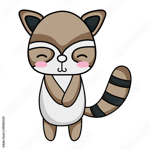 cute and shy raccoon wild animal