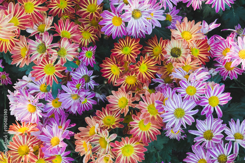 colorful small daisy flower in a garden.