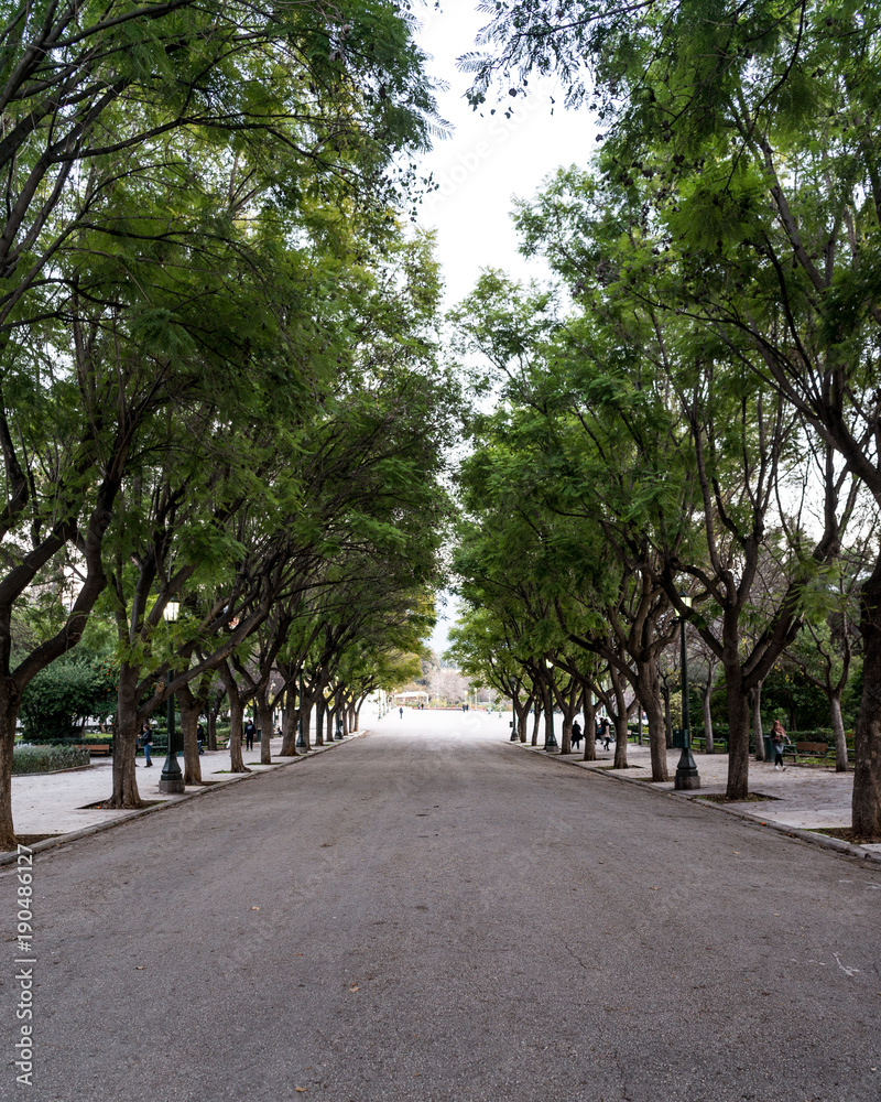 Tree Grove in Athens, Greece