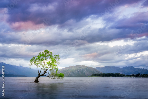 Sunset at Wanaka Lake with a lone willow tree just of the shore of the lake. New Zealand, South Island