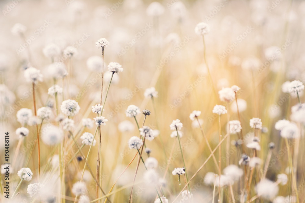 Fototapeta Małe białe kwiaty na łące.