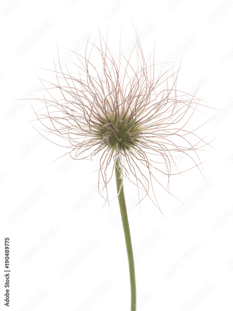 fluffy flower ornamental onion