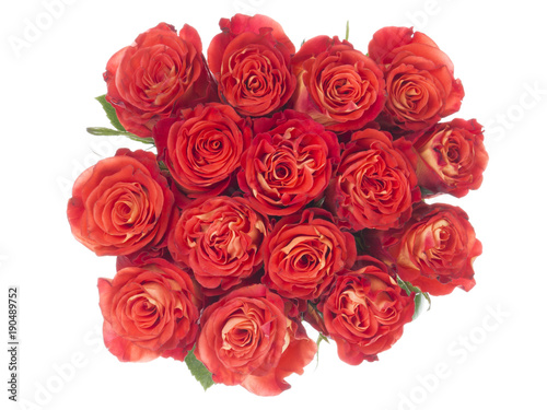bright red roses on a white background