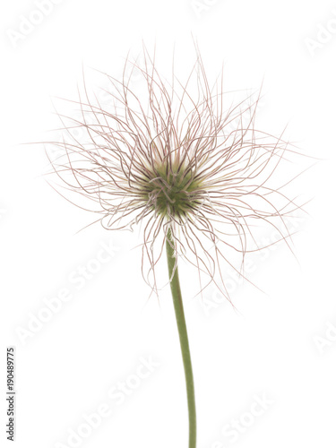 fluffy flower ornamental onion