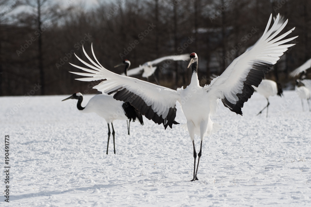 Obraz premium Red-crowned Crane Landing