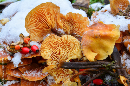 Flammulina velutipes mushrooms in snow