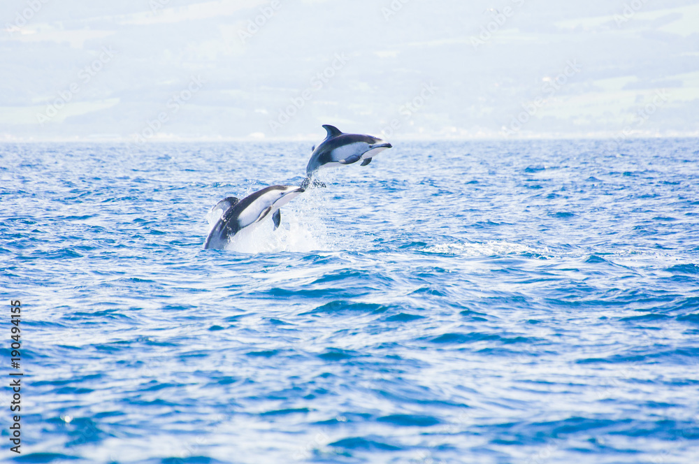 Fototapeta premium Pacific White-sided Dolphins Jumping