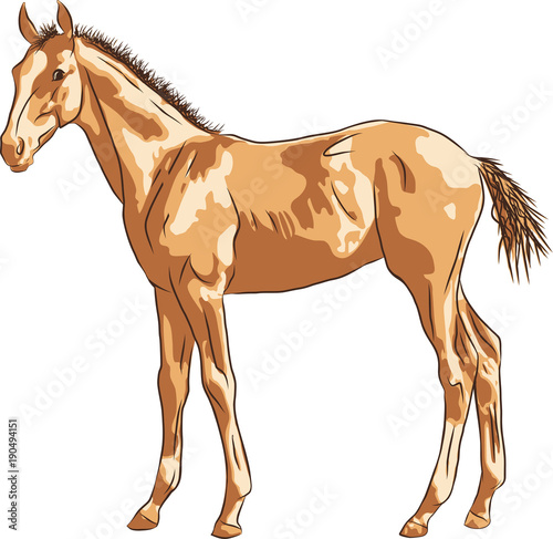 A sketch of a foal, standing calmly and looking into the distance.