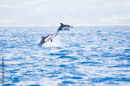 Pacific White-sided Dolphins Jumping © 雅文 大石