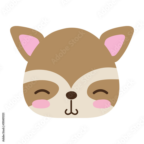 colorful shy raccoon head wild animal