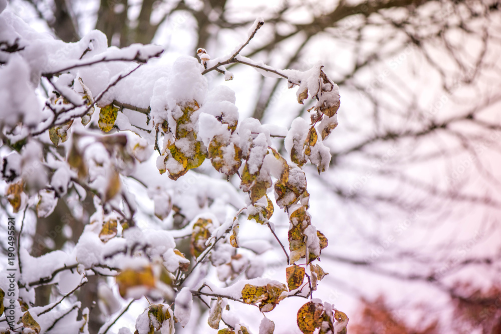 Waiting for the winter. The first snow in the middle of autumn. Macro shot of white snow on top of dark yellow and brown autumn leaves in apple tree. Snow storm outside. Windy, cold weather. Frozen. Waiting for the winter. The first snow in the middle of autumn. Macro shot of white snow on top of dark yellow and brown autumn leaves in apple tree. Snow storm outside. Windy, cold weather. Frozen.
