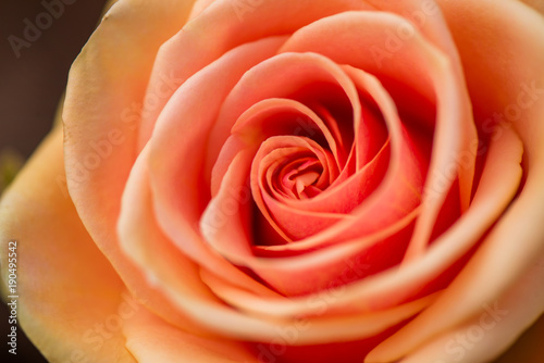 Macro shot of beautiful rose. Warm colors  romantic autumn background.