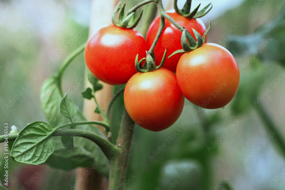ripe tomato in garden ripe tomato in garden