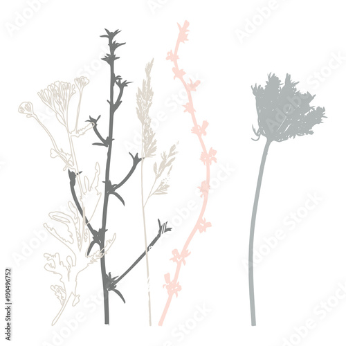 Meadow grasses, herbs and flowers outlines vector botanical illustration.
