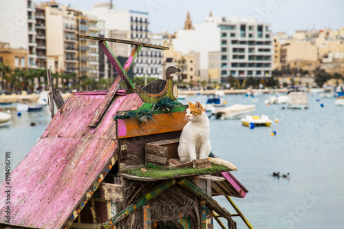 Cat on the roof of wooden house of The Duck Village on Malta, located on Manoel Island in Gzira, Between Slima and Valletta. Wooden houses built for animal to live together in peace. photo