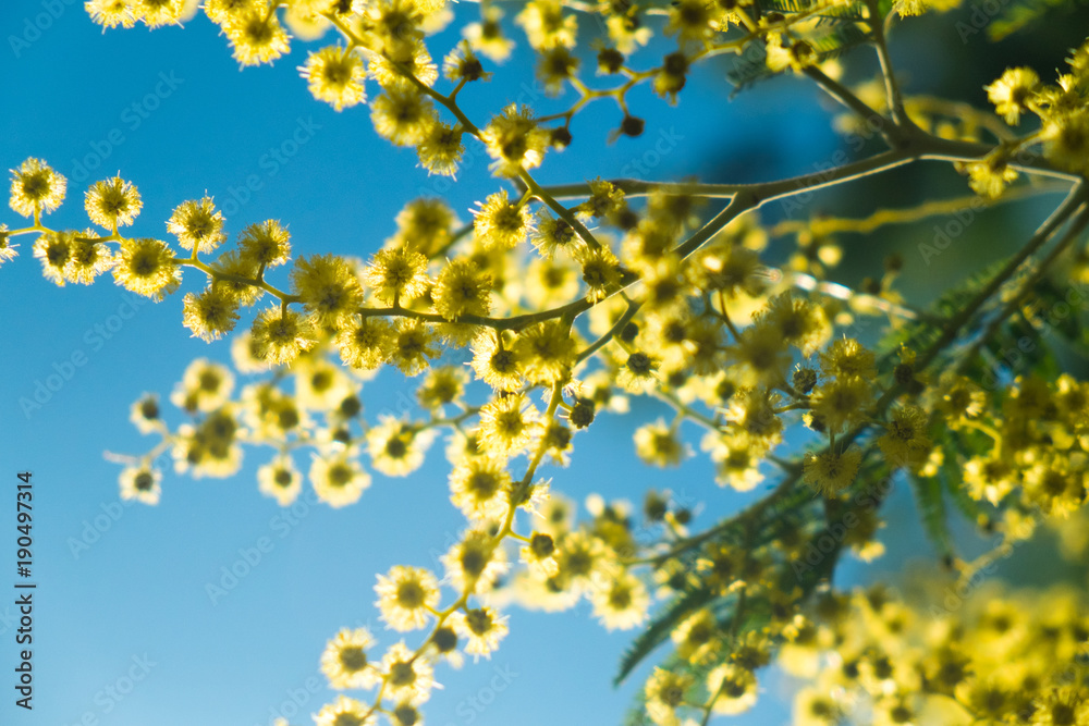 Silber-Akazie (falsche Mimose) in Voller Blüte Silber-Akazie (falsche Mimose) in Voller Blüte