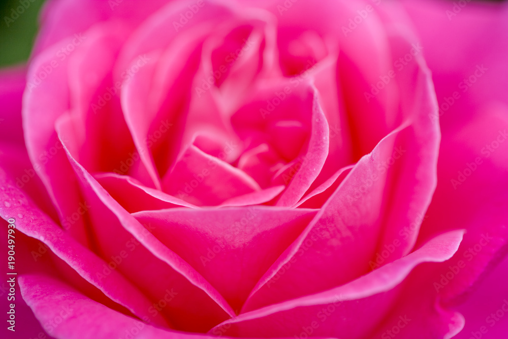 薔薇の花 薔薇の花
