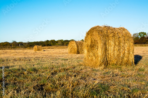 Fototapeta Rolls of haystacks on the field.