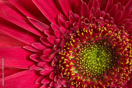 Gerbera bud is photographed with magnification. Close-up of petals.