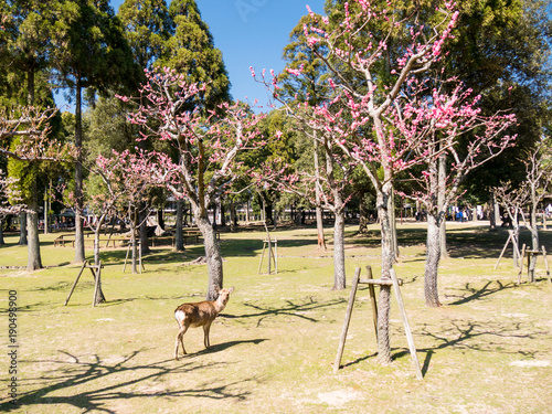 Nara photo