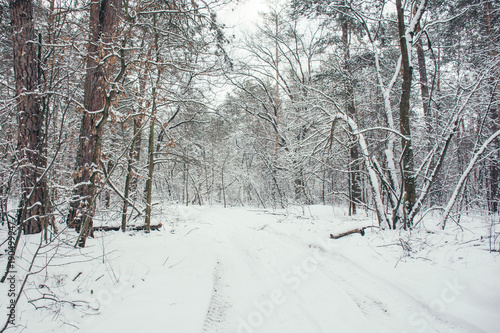 road and trees in snowy forest in winter