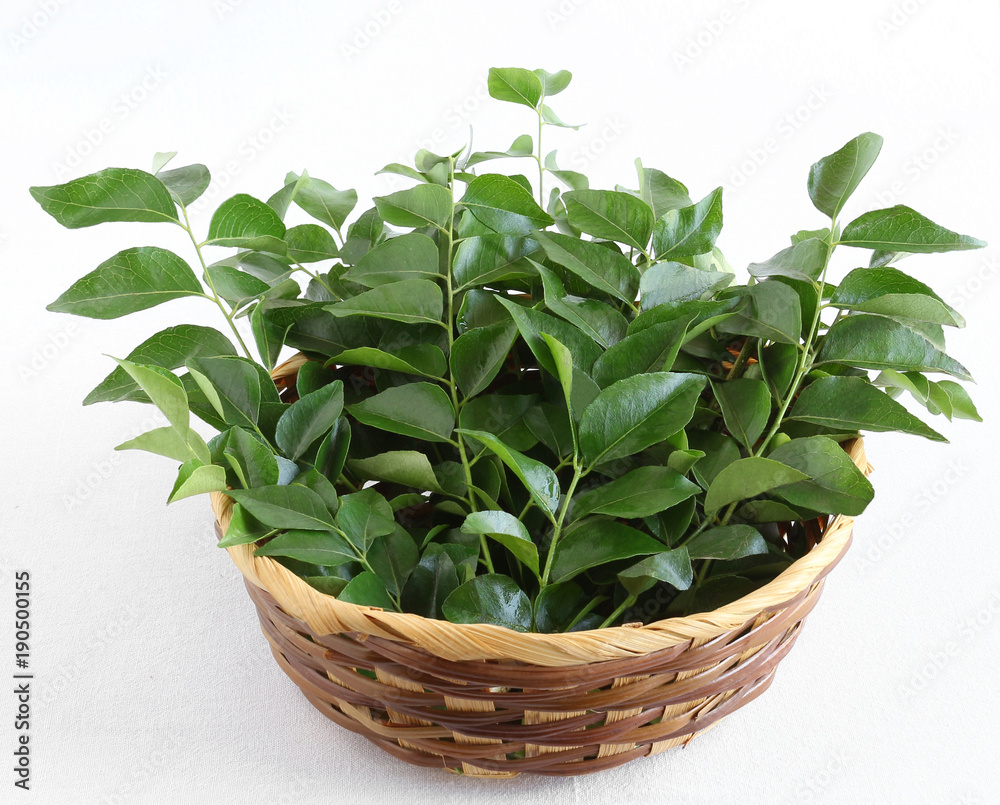 Φωτογραφία Curry leaves or kadi patta, a healthy Indian vegetarian food, are typically used as an ingredient for tempering food items like lemon rice, sambar, and rasam