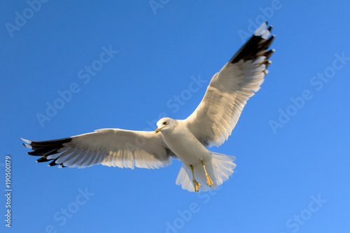 closeup of a flying seagull (laridae)
