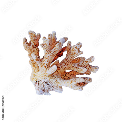 color coral on white background