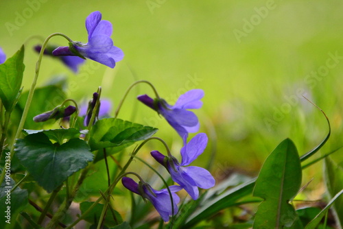 Blooming in spring close-up. Nature background. Sweet Violet, English Violet, Common Violet, or Garden Violet
 photo