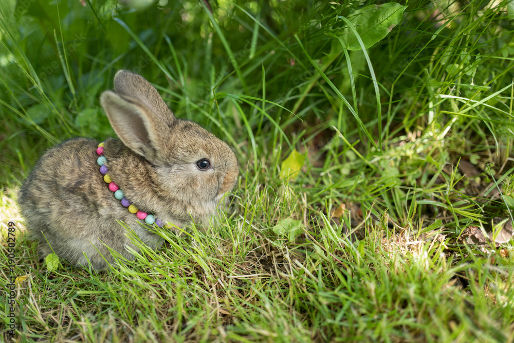 Fototapeta premium Cute Easter pet rabbit on green grass decorated with colourful beads