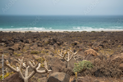 Canarian seaview in Lanzarote. Wild rocky beach with Mediterranean bushes and sea in the background.