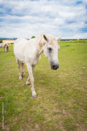 Beautiful horse on a pasture